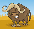 african buffalo