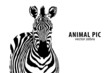 Vektor: vector Zebra vector Zebra