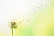 canvas print picture - Dandelion seeds