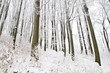Foto: Winterlandschaft Winterlandschaft