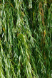Close-up of weeping willow