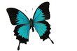 Papillon d amazone
