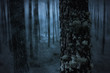 Foggy forest