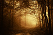 warm light falling on a road in a dark forest in autumn