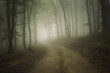 road through a forest with fog in summer