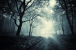 path through a dark forest