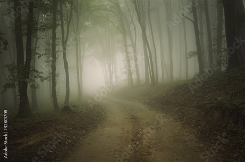 Photo: road through a forest with fog in summer road through a forest with fog in summer