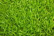 Green grasses