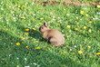 Braunes Kaninchen