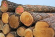 Holzstämme