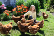 canvas print picture - Little girl feeding brown chickens