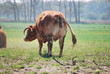Kuh auf der Weide