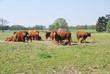 Rinder auf der Weide