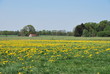 Blumenwiese