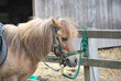 Pony