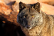 gray wolf