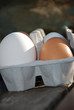 oeuf2