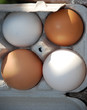 oeuf