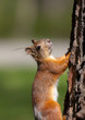 The squirrel rises