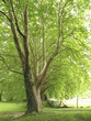 Platan trees