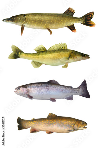 Photo: Fische 146 Fische 146