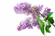 Lilac Flowers On A White Backg...
