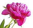 peony