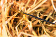 Needle in a haystack