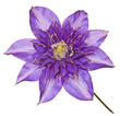 blue clematis blue clematis