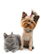 cat and dog