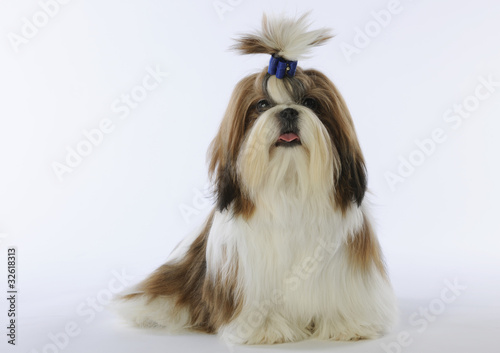 Photo: young shih tzu - jeune shih tzu bien toiletté young shih tzu - jeune shih tzu bien toiletté