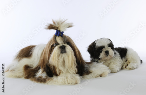 Photo: shih tzu adulte et chiot allongés shih tzu adulte et chiot allongés