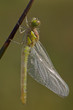 sympetrum striolatum