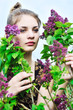 in lilac blossom