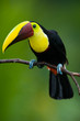 Chestnut-mandibled Toucan or Swainsons Toucan