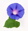 blume