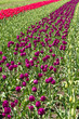 Rows of tulips on a tulip farm Rows of tulips on a tulip farm