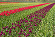 Rows of tulips on a tulip farm Rows of tulips on a tulip farm