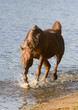 arabian horse in river