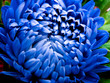 Beautiful blue flower