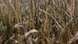wheat field after rain - tracking focus from back to front