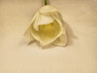 Tulip flower in HDR