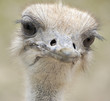 Photo of ostrich Photo of ostrich