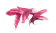 Old petals of a tulip.