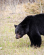 Black Bear