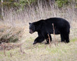 Black Bear