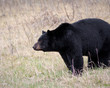 Black Bear