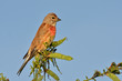 Linotte mélodieuse carduelis cannabina