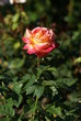 una rosa