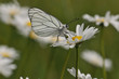 Gazé Aporia crataegi